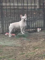 Coco, a female French Bulldog for sale in Raleigh, NC – Photo 4 of 7