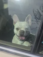 Coco, a female French Bulldog for sale in Raleigh, NC – Photo 5 of 7