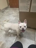 Coco, a female French Bulldog for sale in Raleigh, NC – Photo 6 of 7