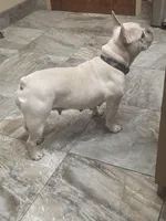 Coco, a female French Bulldog for sale in Raleigh, NC – Photo 2 of 7