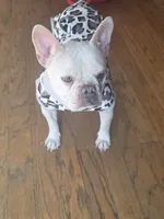 Coco, a female French Bulldog for sale in Raleigh, NC – Photo 3 of 7