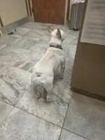 Coco, a female French Bulldog for sale in Raleigh, NC – Photo 7 of 7