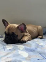 Cappuchino, a male French Bulldog for sale in Raleigh, NC – 7 of 10