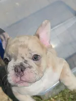 Kona, a male French Bulldog for sale in Raleigh, NC – 3 of 9