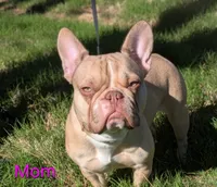 Kona, a male French Bulldog for sale in Raleigh, NC – 9 of 9