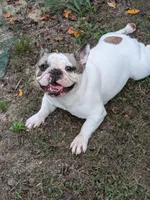 Athena, a female French Bulldog for sale in Raleigh, NC – 4 of 5