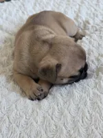 Cappuchino, a male French Bulldog for sale in Raleigh, NC – 4 of 9