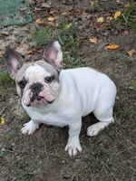Athena, a female French Bulldog for sale in Raleigh, NC – 1 of 5