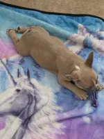 Latte, a female French Bulldog for sale in Raleigh, NC – 5 of 6