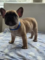 Cappuchino, a male French Bulldog for sale in Raleigh, NC – 8 of 10