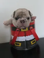Kona, a male French Bulldog for sale in Raleigh, NC – 6 of 9