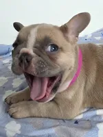 Latte, a female French Bulldog for sale in Raleigh, NC – 2 of 8