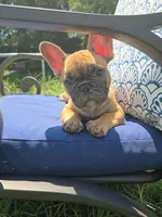 Cappuchino, a male French Bulldog for sale in Raleigh, NC – 4 of 10