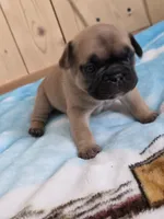 Cappuchino, a male French Bulldog for sale in Raleigh, NC – 2 of 9