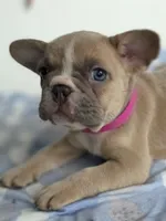 Latte, a female French Bulldog for sale in Raleigh, NC – 4 of 8