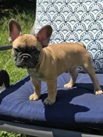 Cappuchino, a male French Bulldog for sale in Raleigh, NC – 3 of 10