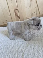 Kona, a male French Bulldog for sale in Raleigh, NC – 4 of 9
