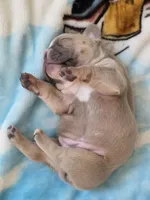 Latte, a female French Bulldog for sale in Raleigh, NC – 7 of 10