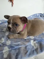 Latte, a female French Bulldog for sale in Raleigh, NC – 5 of 8