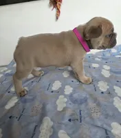 Latte, a female French Bulldog for sale in Raleigh, NC – 6 of 8