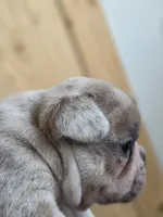 Kona, a male French Bulldog for sale in Raleigh, NC – 3 of 9