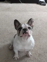 Athena, a female French Bulldog for sale in Raleigh, NC – 3 of 5