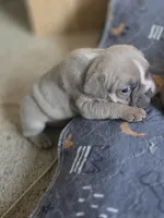 Latte, a female French Bulldog for sale in Raleigh, NC – 6 of 10