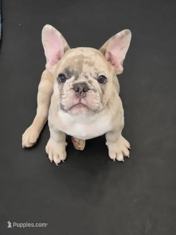 Kona – French Bulldog puppy for sale in Raleigh, NC