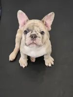Kona, a male French Bulldog for sale in Raleigh, NC – 1 of 9