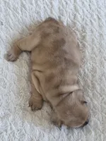 Mocha, a female French Bulldog for sale in Raleigh, NC – 2 of 8
