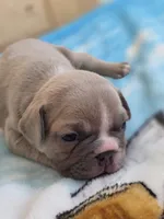 Latte, a female French Bulldog for sale in Raleigh, NC – 8 of 10