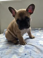 Cappuchino, a male French Bulldog for sale in Raleigh, NC – 6 of 10