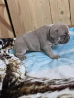 Latte, a female French Bulldog for sale in Raleigh, NC – 4 of 10