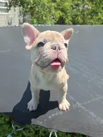 Kona, a male French Bulldog for sale in Raleigh, NC – 4 of 9