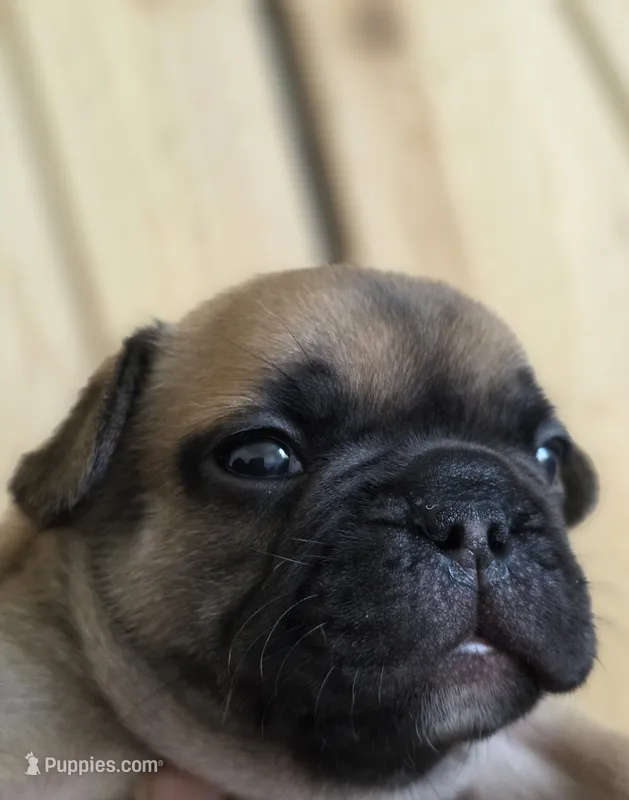 Cappuchino – French Bulldog puppy for sale in Raleigh, NC