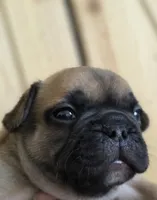 Cappuchino, a male French Bulldog for sale in Raleigh, NC – 1 of 9