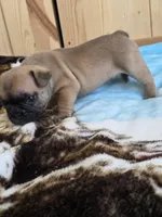 Cappuchino, a male French Bulldog for sale in Raleigh, NC – 7 of 9