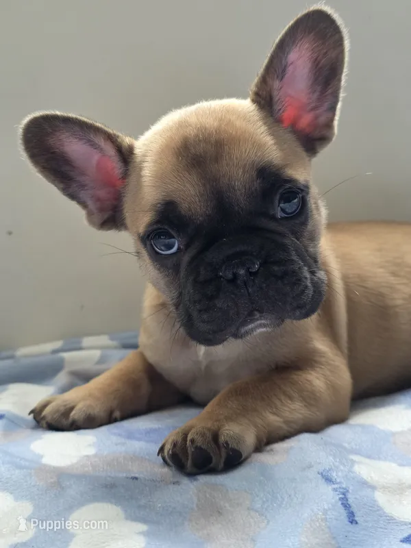 Cappuchino – French Bulldog puppy for sale in Raleigh, NC