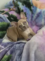 Latte, a female French Bulldog for sale in Raleigh, NC – 2 of 6