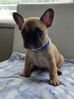 Cappuchino, a male French Bulldog for sale in Raleigh, NC – 5 of 10