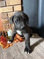 Jet, a male Great Dane and Saint Bernard for sale in Billings, MT – 4 of 7