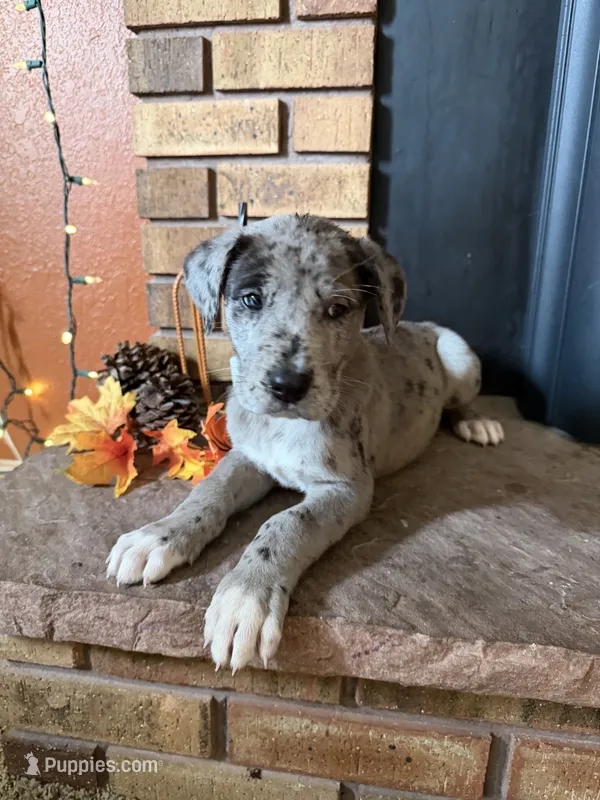 Zillah  – Great Dane, Saint Bernard puppy for sale in Billings, MT