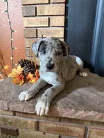 Zillah , a female Great Dane and Saint Bernard for sale in Billings, MT – 4 of 7