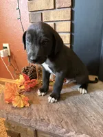 Navy, a male Great Dane and Saint Bernard for sale in Billings, MT – 2 of 6