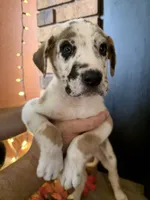 Slade, a male Great Dane and Saint Bernard for sale in Billings, MT – 3 of 8