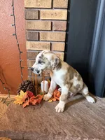 Slade, a male Great Dane and Saint Bernard for sale in Billings, MT – 4 of 8