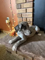 Zillah , a female Great Dane and Saint Bernard for sale in Billings, MT – 5 of 7