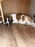 Jet, a male Great Dane and Saint Bernard for sale in Billings, MT – 7 of 7