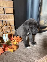 Jet, a male Great Dane and Saint Bernard for sale in Billings, MT – 3 of 7