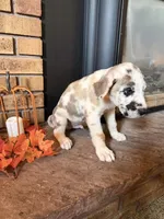 Slade, a male Great Dane and Saint Bernard for sale in Billings, MT – 2 of 8